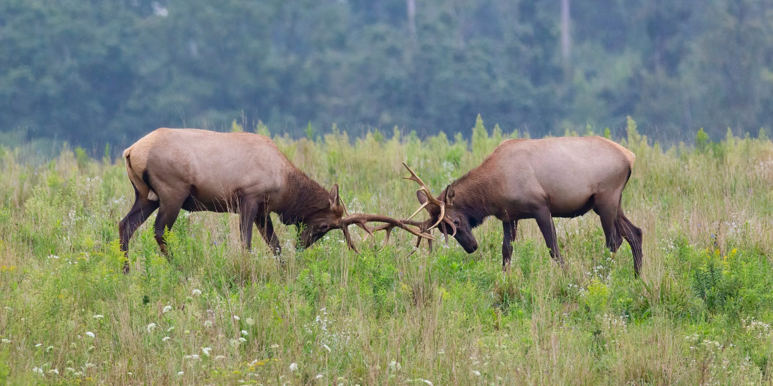 mathew-schwartz-9sPCtG_p1uA-unsplash two elk fighting